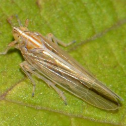 Stenocranus minutus